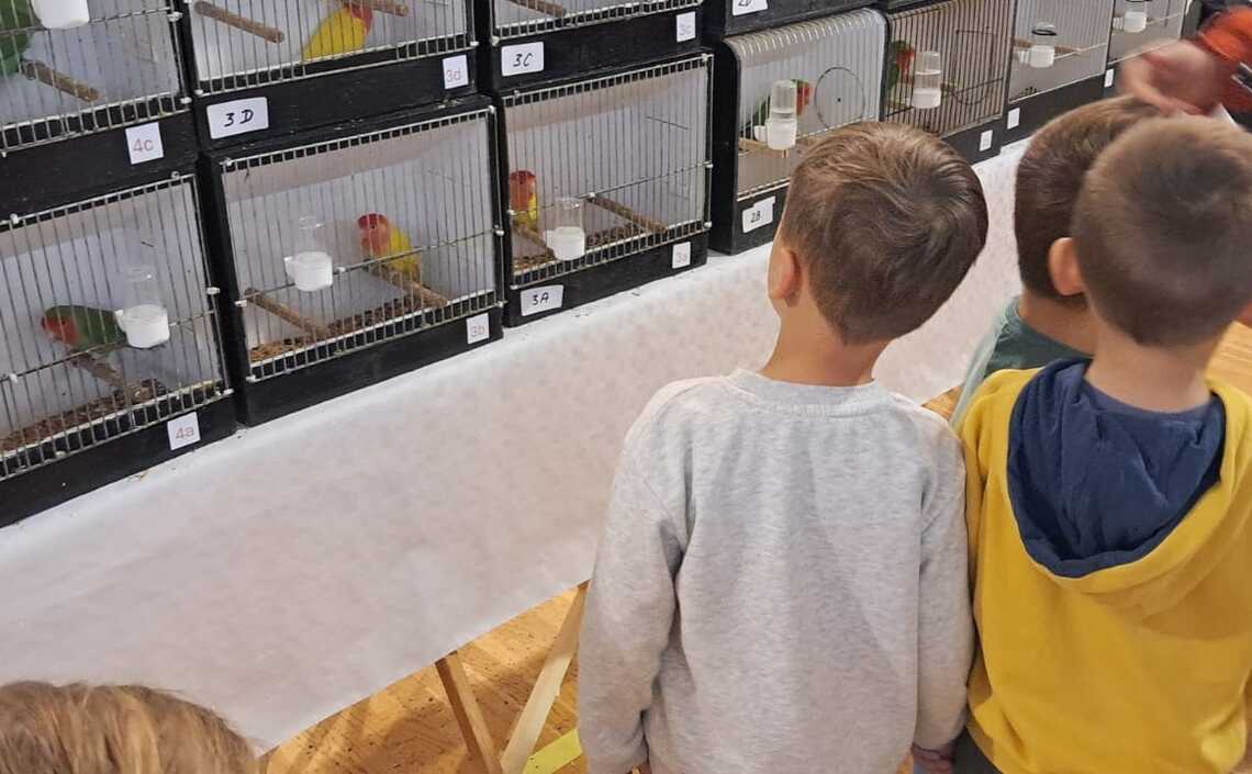 Słoneczka na wystawie kanarków i ptaków egzotycznych
