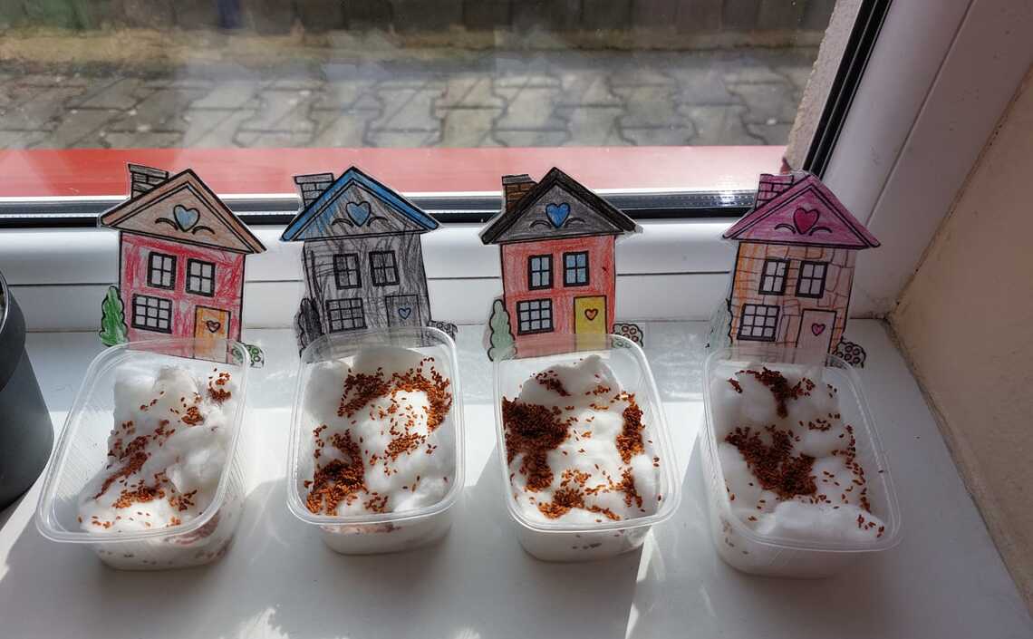 Słoneczka sieją rzeżuszkę